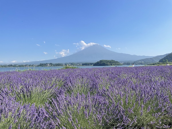 Lavender Field and Mount Fuji